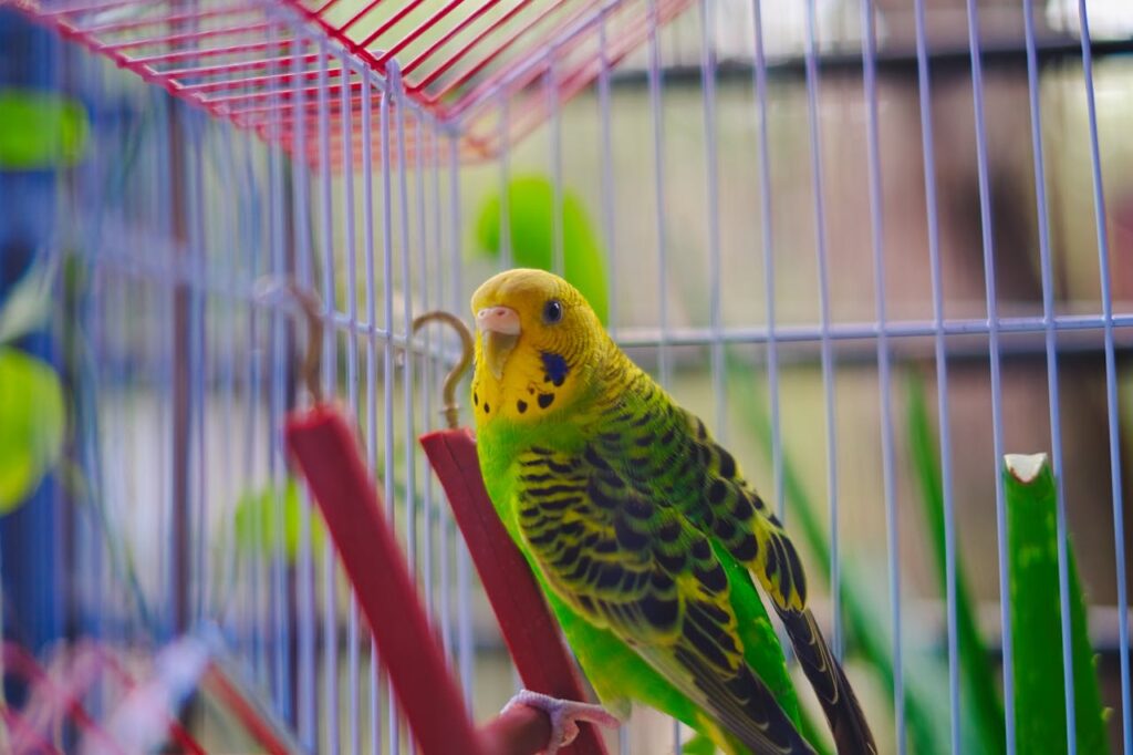A bird in a cage